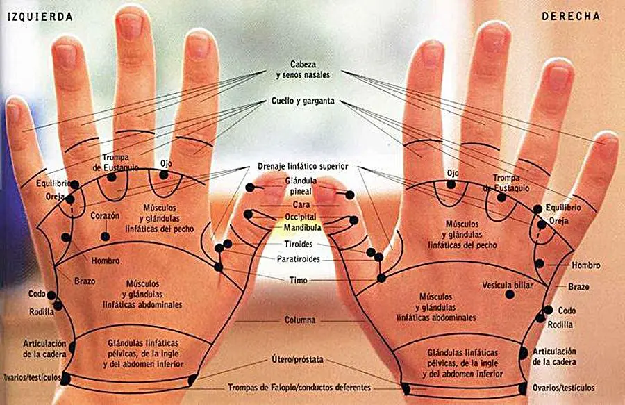 Mapa De Reflexologia Manos​